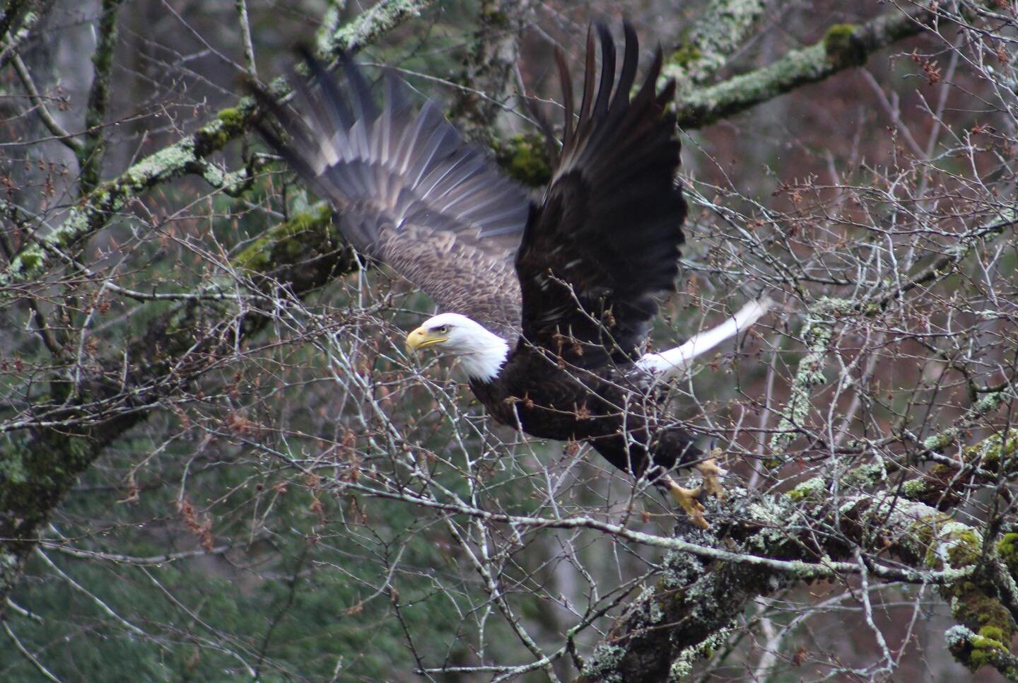 📸Photo submitted by Rhonda Fox📸

A bald eagle (Haliaeetus leucocephalus) launches from its perch, soaring above the West Branch of the Neversink River along Frost Valley Rd. Bald eagles are often spotted near wooded areas close to rivers, streams o