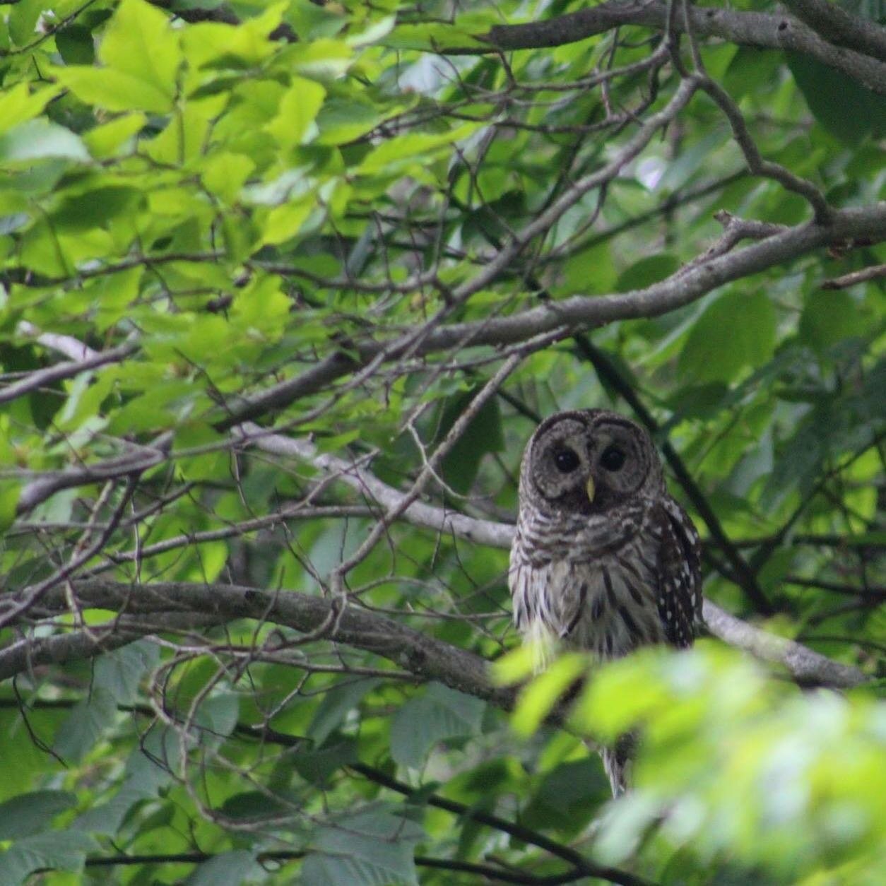 📸Watershed wildlife photo submitted by Rhonda Fox📸

A barred owl (Strix varia) rests under tree cover along the Neversink River near Hunter Road. Barred owls prefer dense wooded areas often near rivers or marshy areas. Barred owls are selective, bu