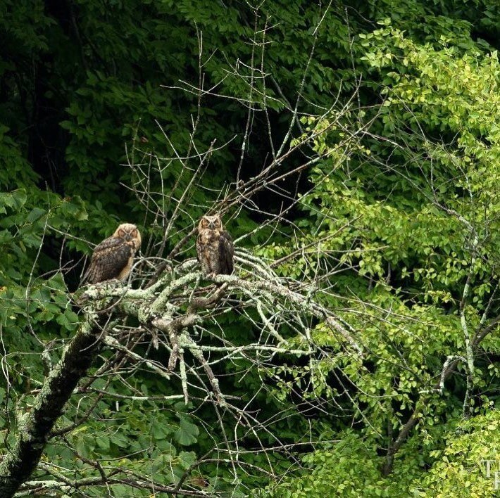 📸Watershed wildlife photo submitted by @trhindress 📸

Two great horned owl (Bubo virginianus) fledglings drying out after a September rain storm. Photographed along the lower Rondout Creek in High Falls, NY. &ldquo;The owls hatched sometime in Febr