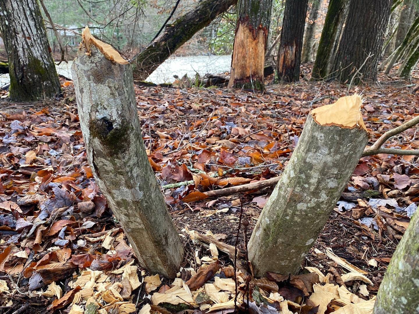 American hornbeam (Carpinus caroliniana) tree trunks chewed by beavers along Rondout Creek in Fall 2020.
The North American beaver (Castor canadensis), a native species to the Catskill Region, does not hibernate in the winter. North American beavers 