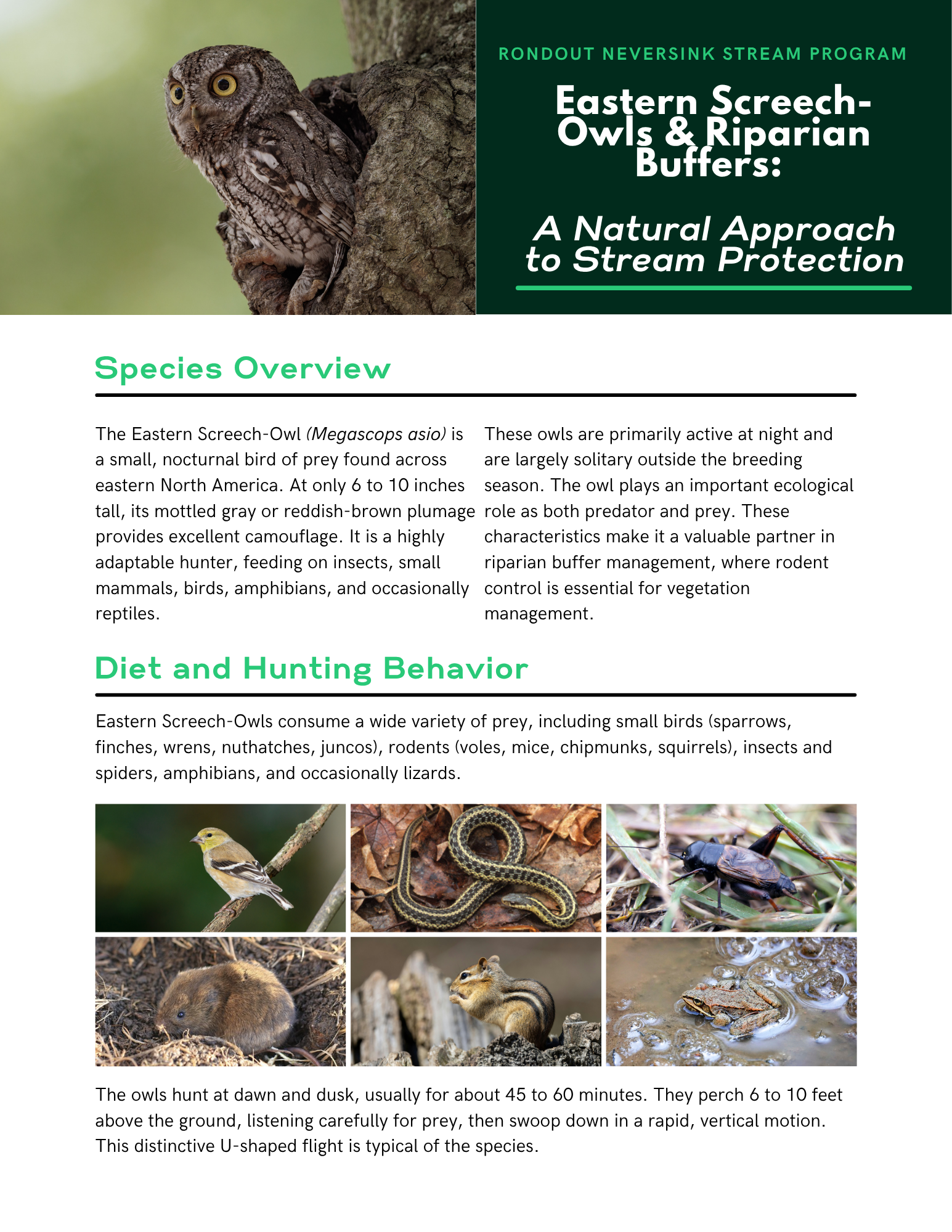 Eastern Screech Owl Fact Sheet_Updated Format.png