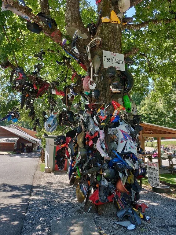 The tree of shame - luckily I added nothing to it