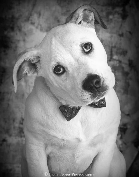 dog shirt (6 of 10).jpg