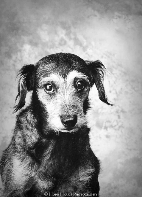 dog shirt (10 of 10).jpg