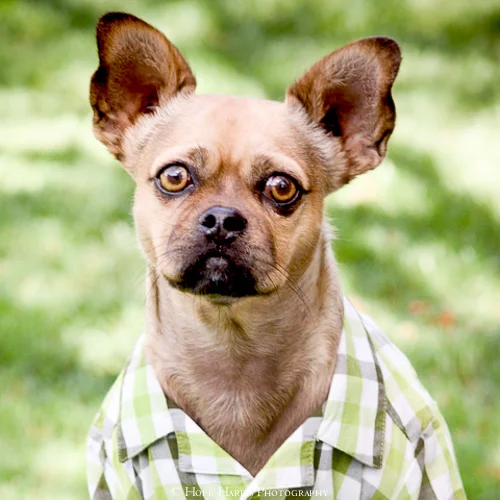 tommy shirt dog (1 of 1).jpg