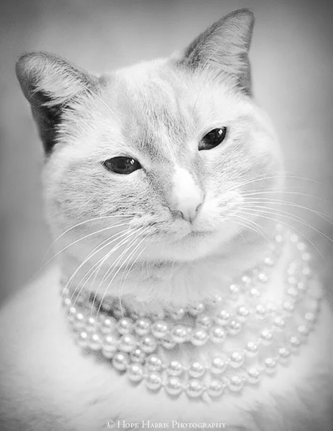cats (4 of 5).jpg