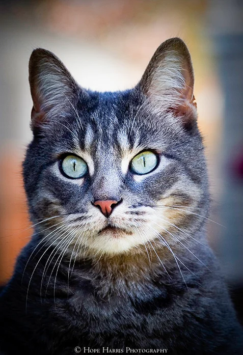 cats (3 of 5).jpg