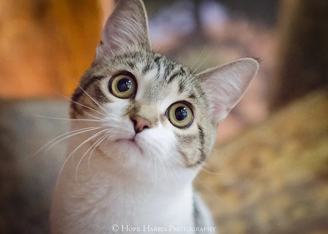 shelter cats (1 of 3).jpg