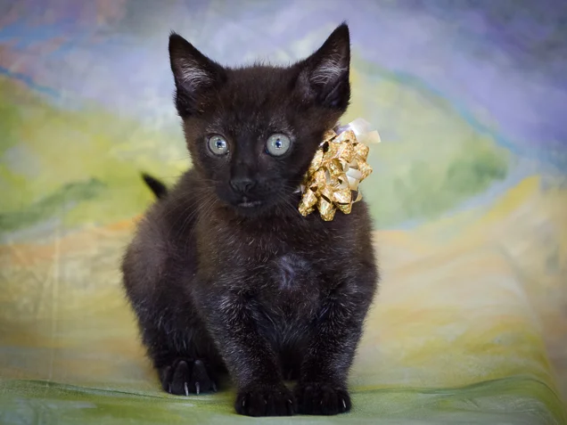 shelter cats (16 of 25).jpg