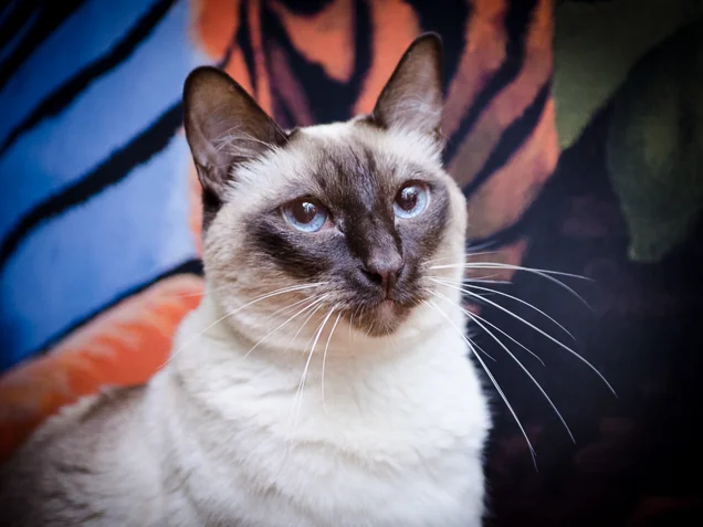 shelter cats (18 of 25).jpg