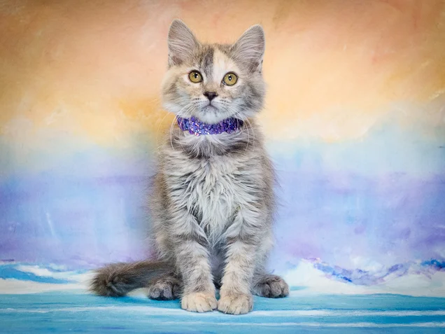 shelter cats (25 of 25).jpg