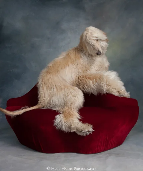 more dogs (2 of 2).jpg