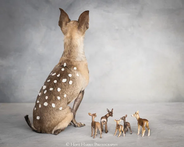 bambi and friends (1 of 1).jpg