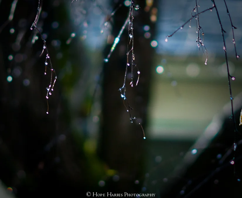 after the rain (1 of 1).jpg