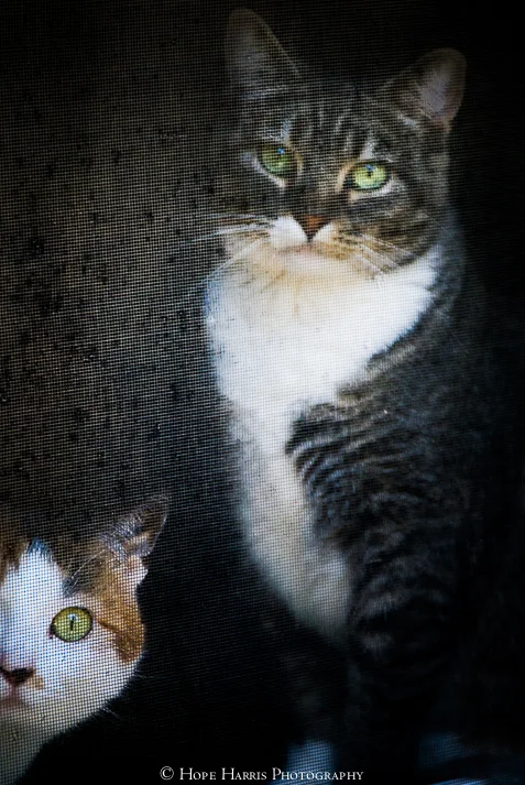 kats cats (1 of 1).jpg