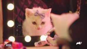 ANIMAL PLANET - PUPPY BOWL XVIII - MEET THE KITTENS
