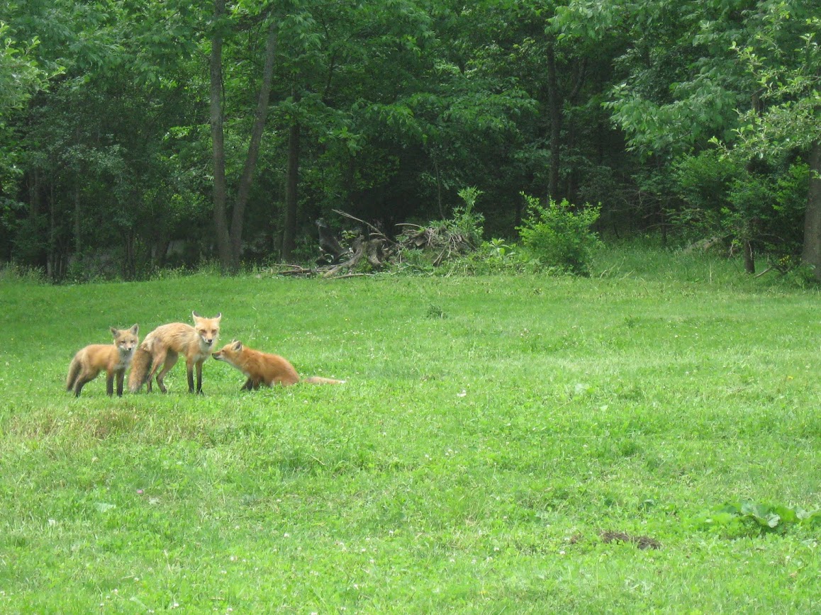 foxes 3 6.12.JPG