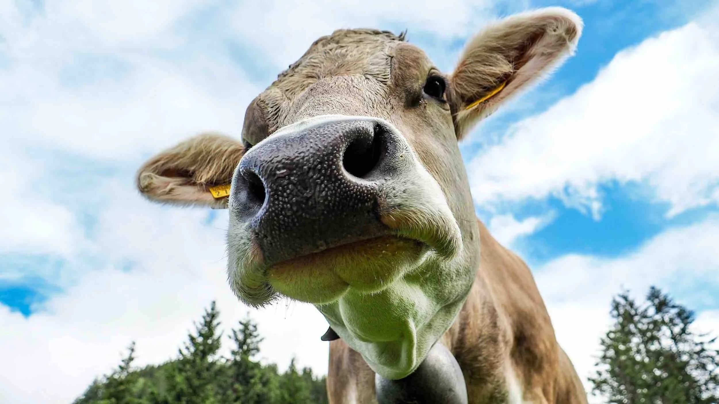 Is it better to learn Swiss German or High German?