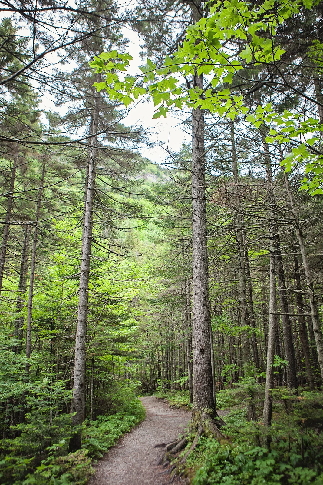 2013_GraftonNotchDrive_June8-107.jpg