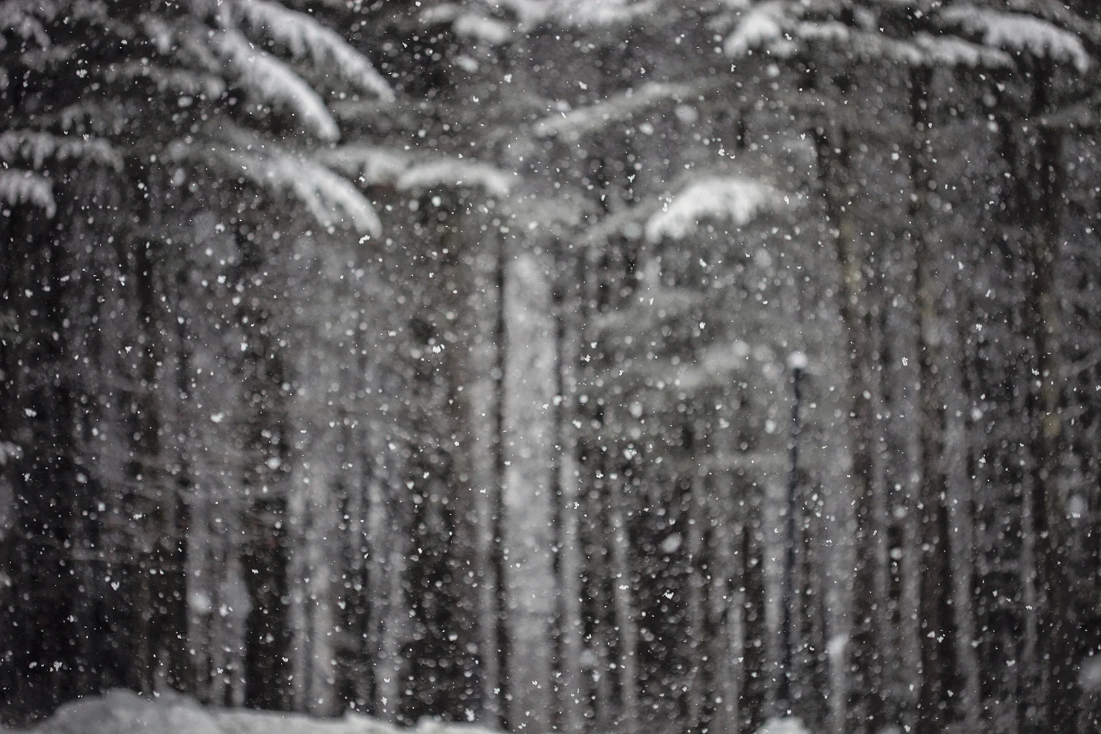 2014_SnowyWalk_Jan18-018.jpg