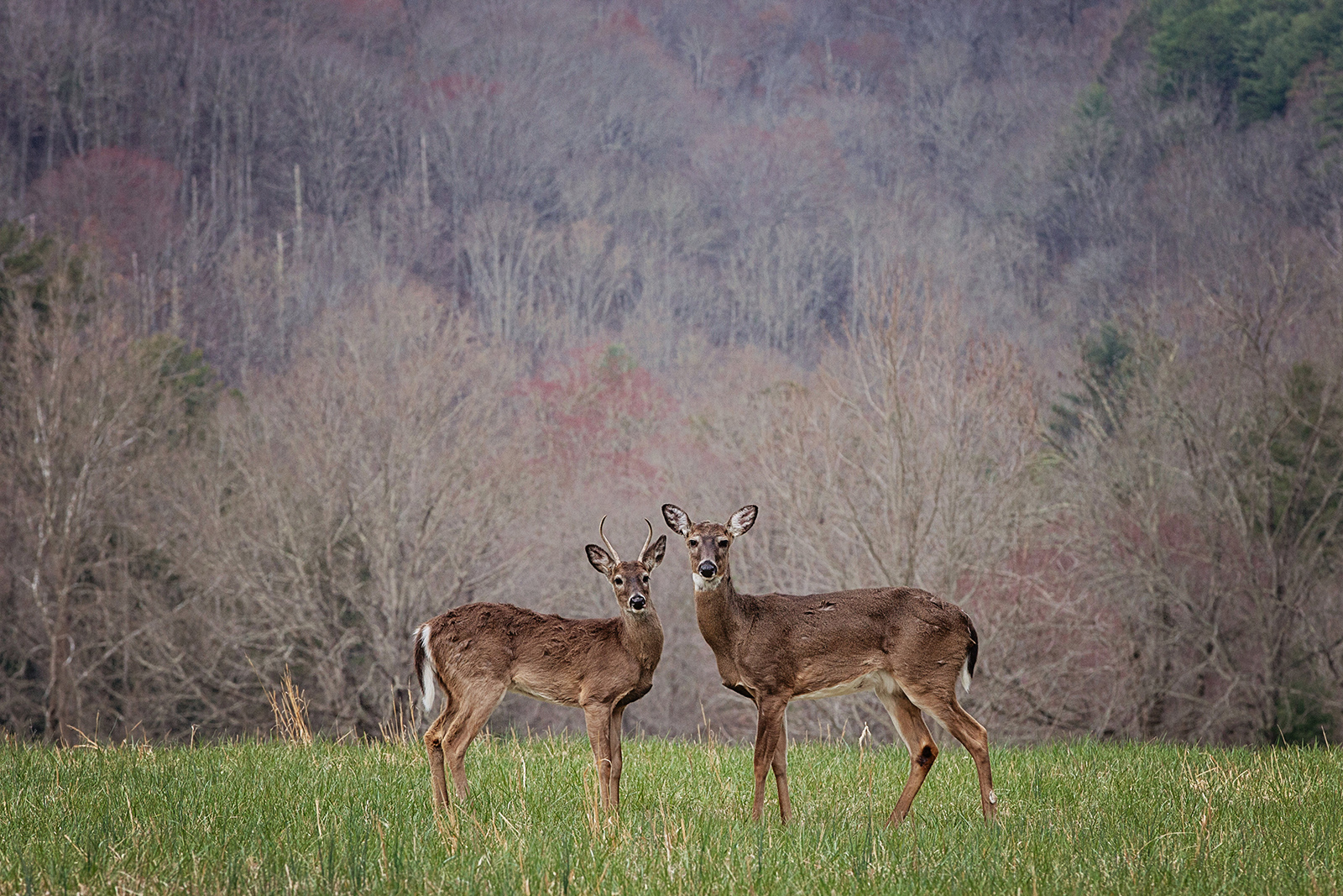 2014_WNC_April2-136.jpg