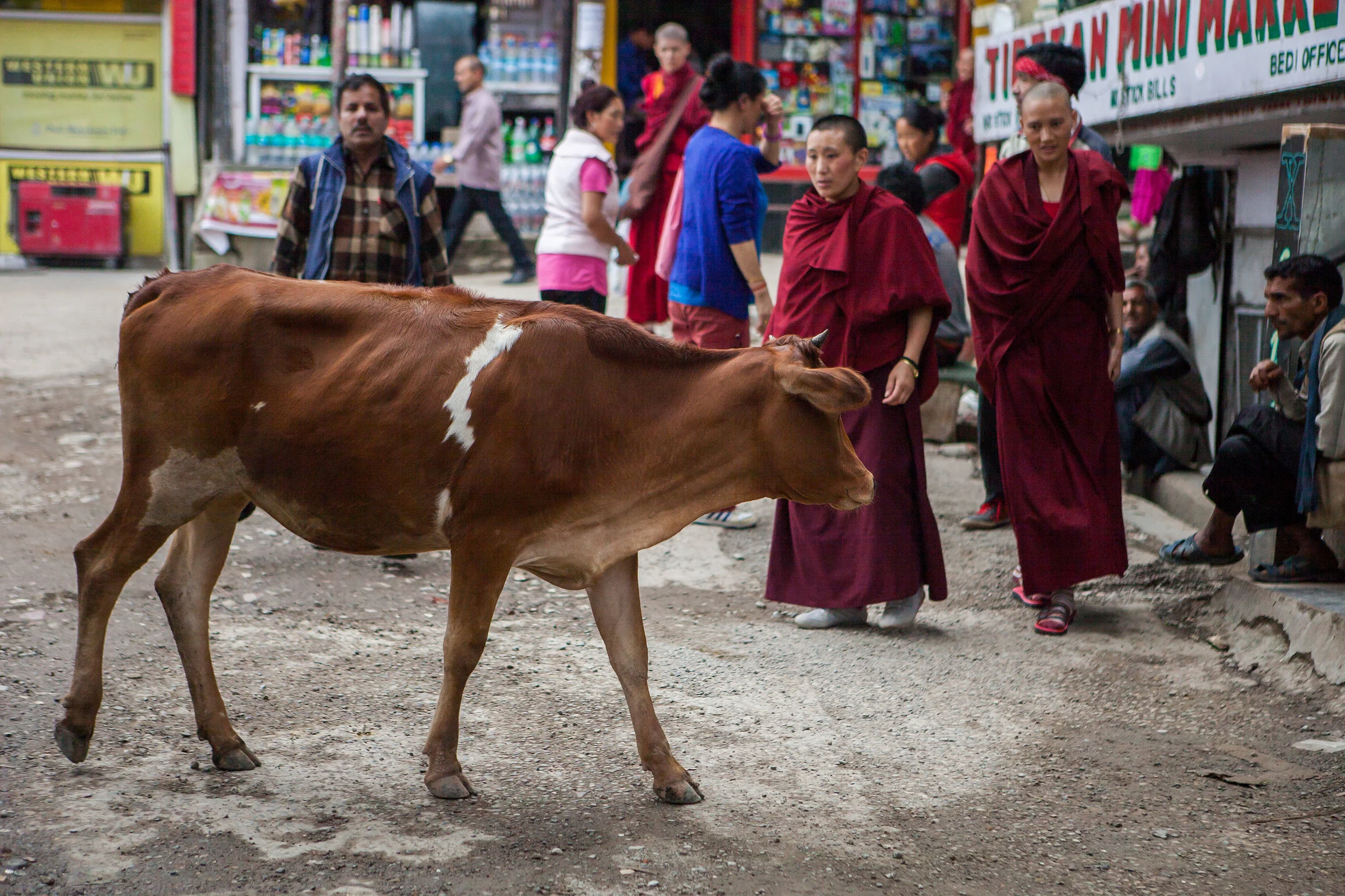 2014_India_McLeodganj_Sept18-048.jpg