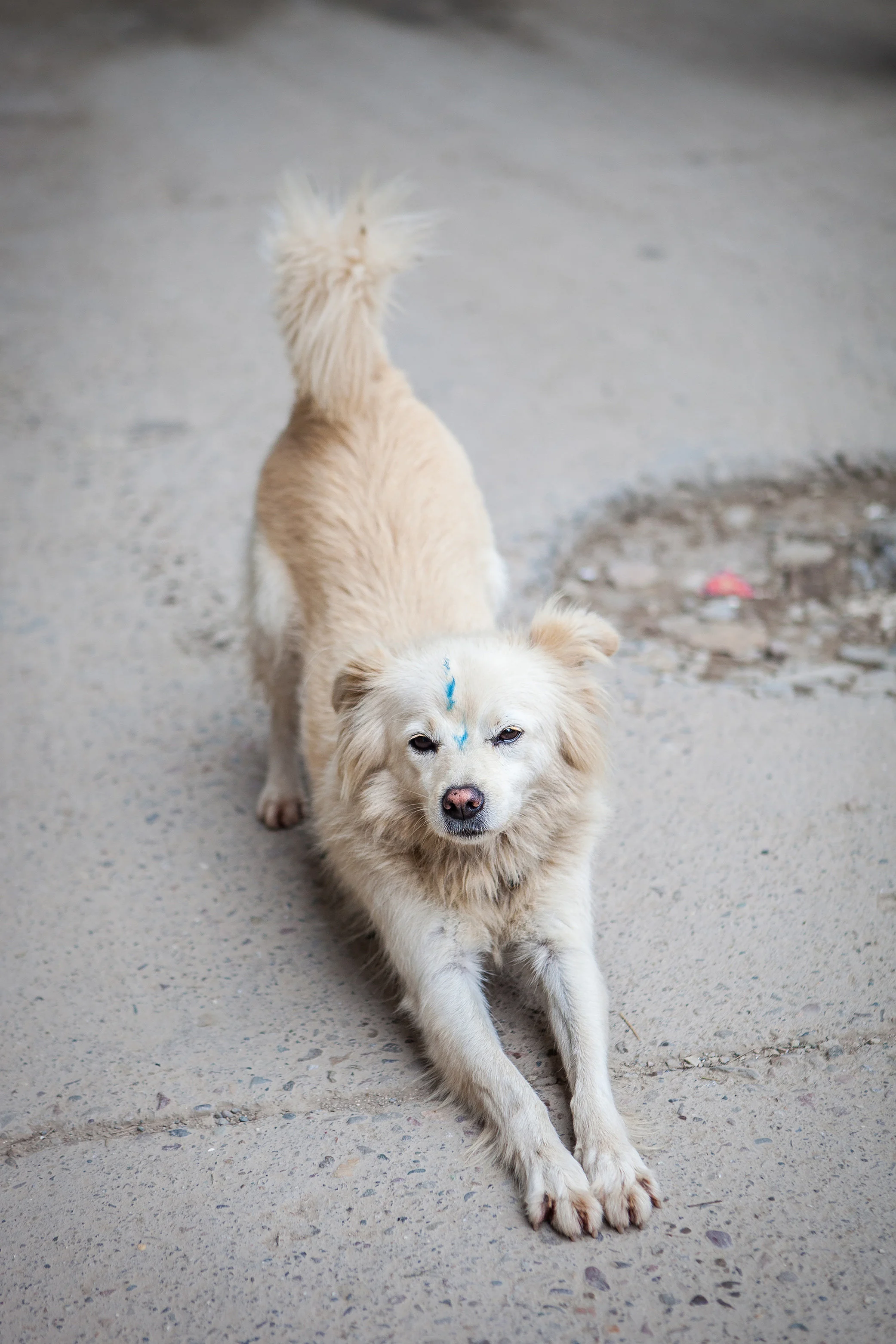2014_India_McLeodganj_Sept18-073.jpg