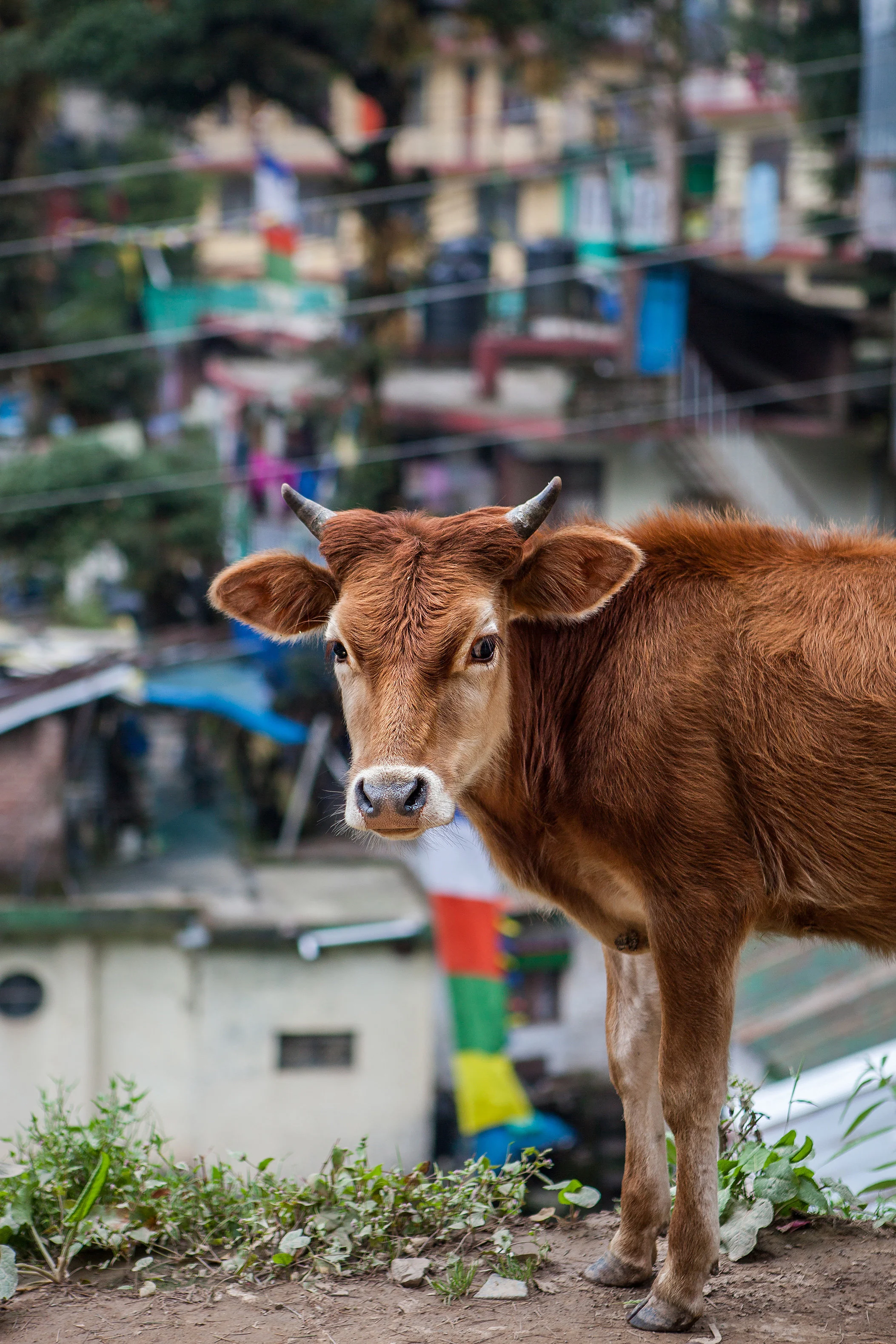 2014_India_McLeodganj_Sept18-055.jpg