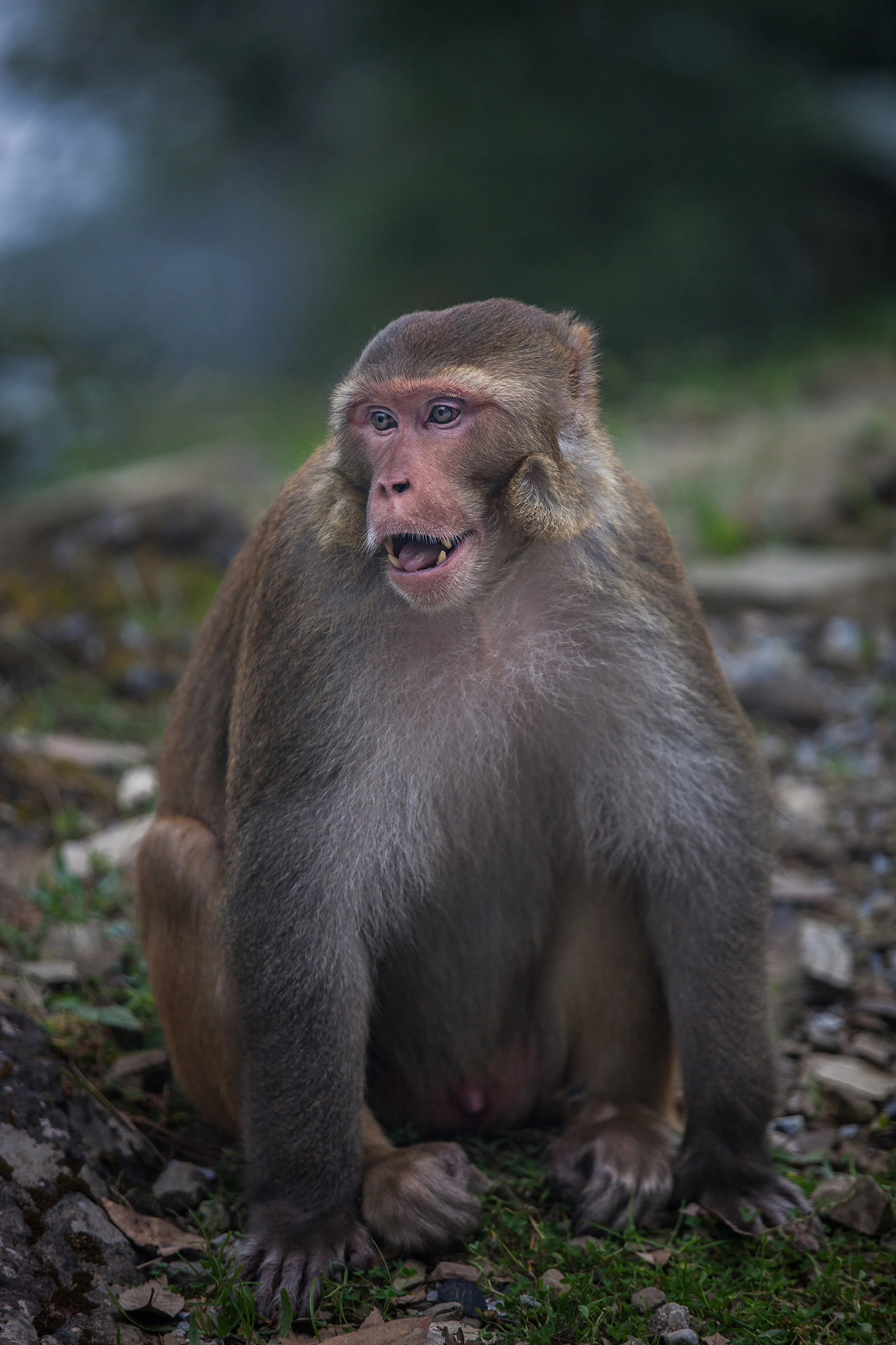 2014_India_McLeodganj_Sept19-154.jpg