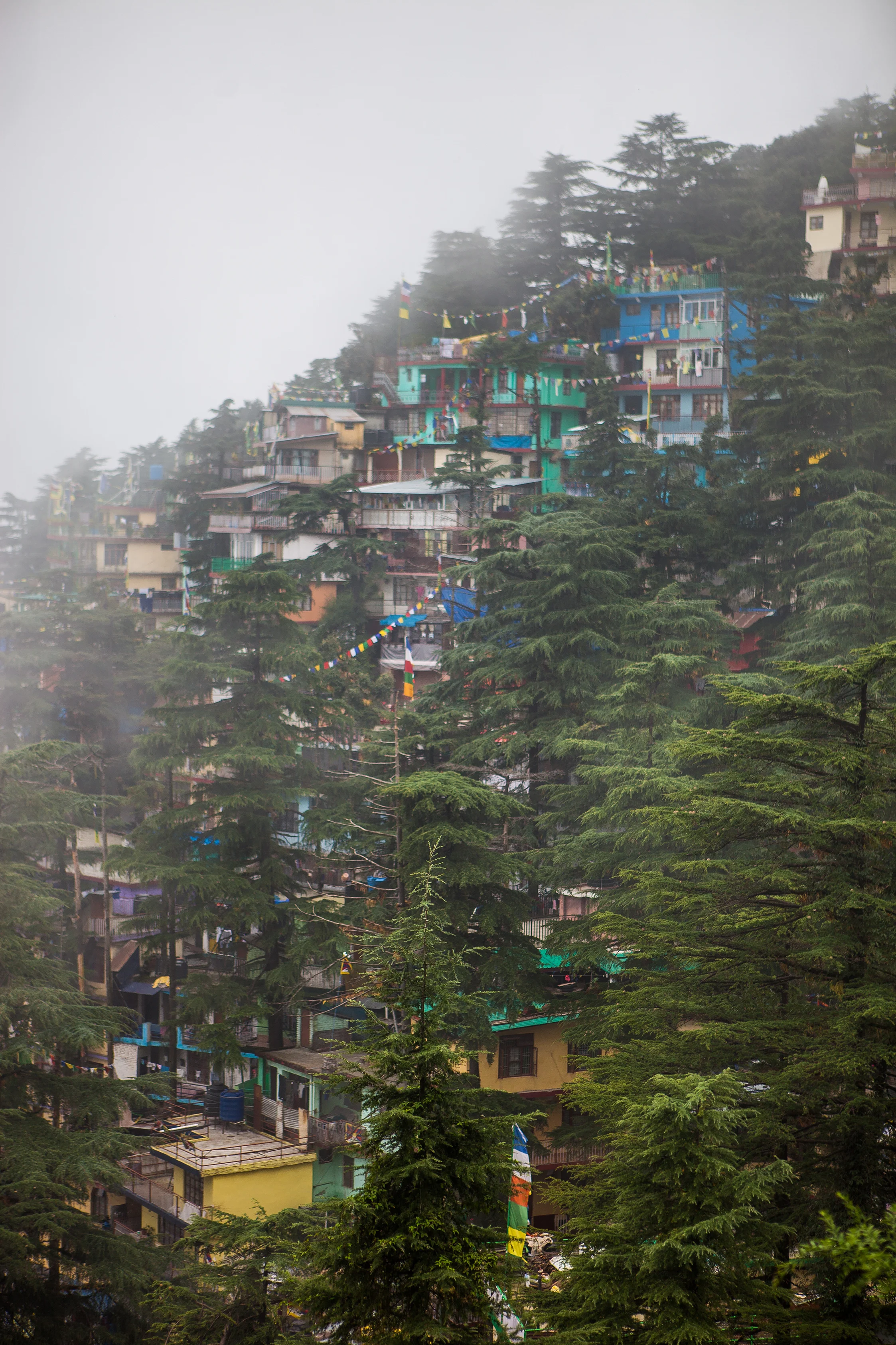 CindyGiovagnoli_India_McCleodganj_HimachelPradesh_Triund-001.jpg