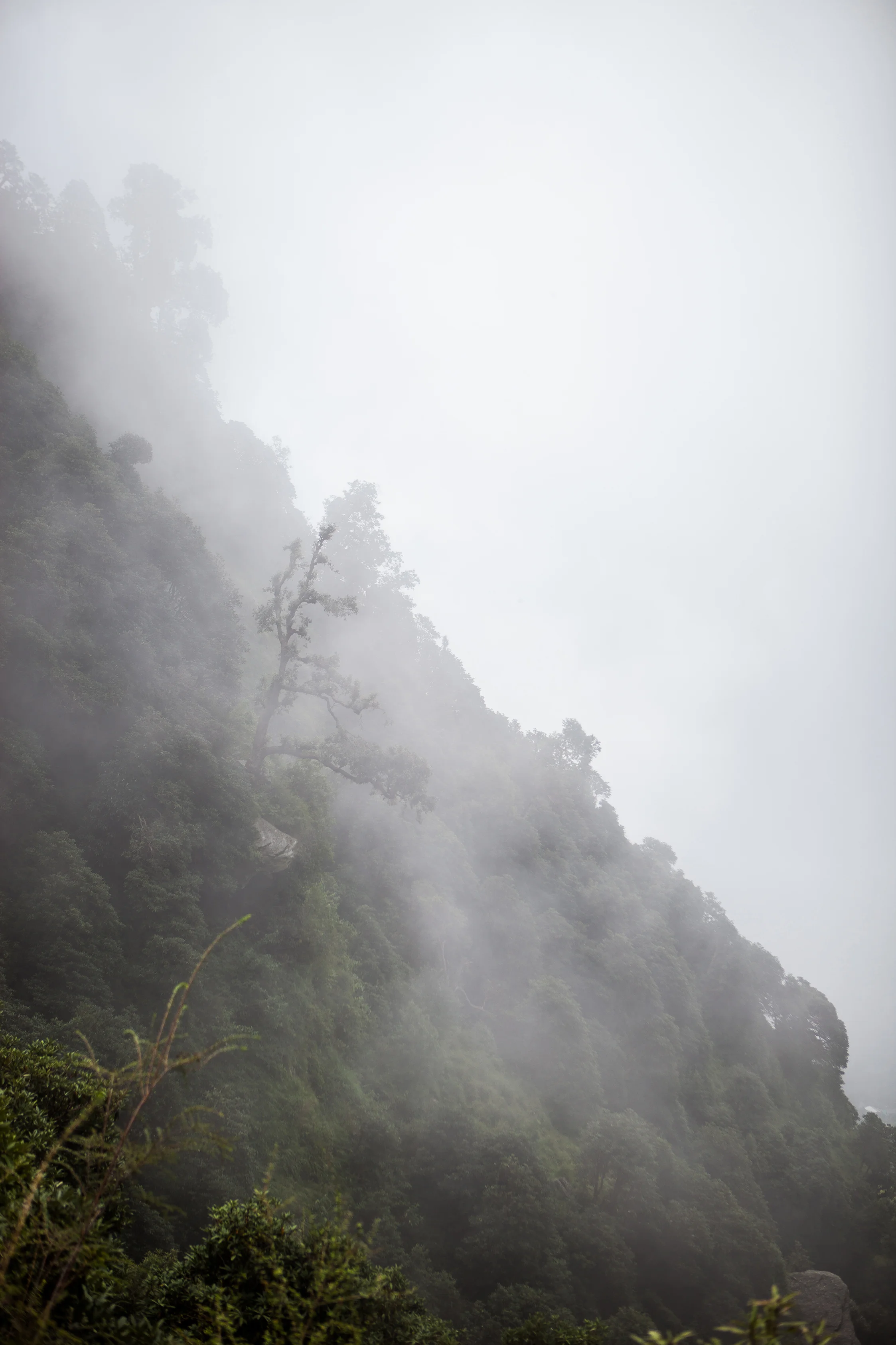 CindyGiovagnoli_India_McCleodganj_HimachelPradesh_Triund-004.jpg