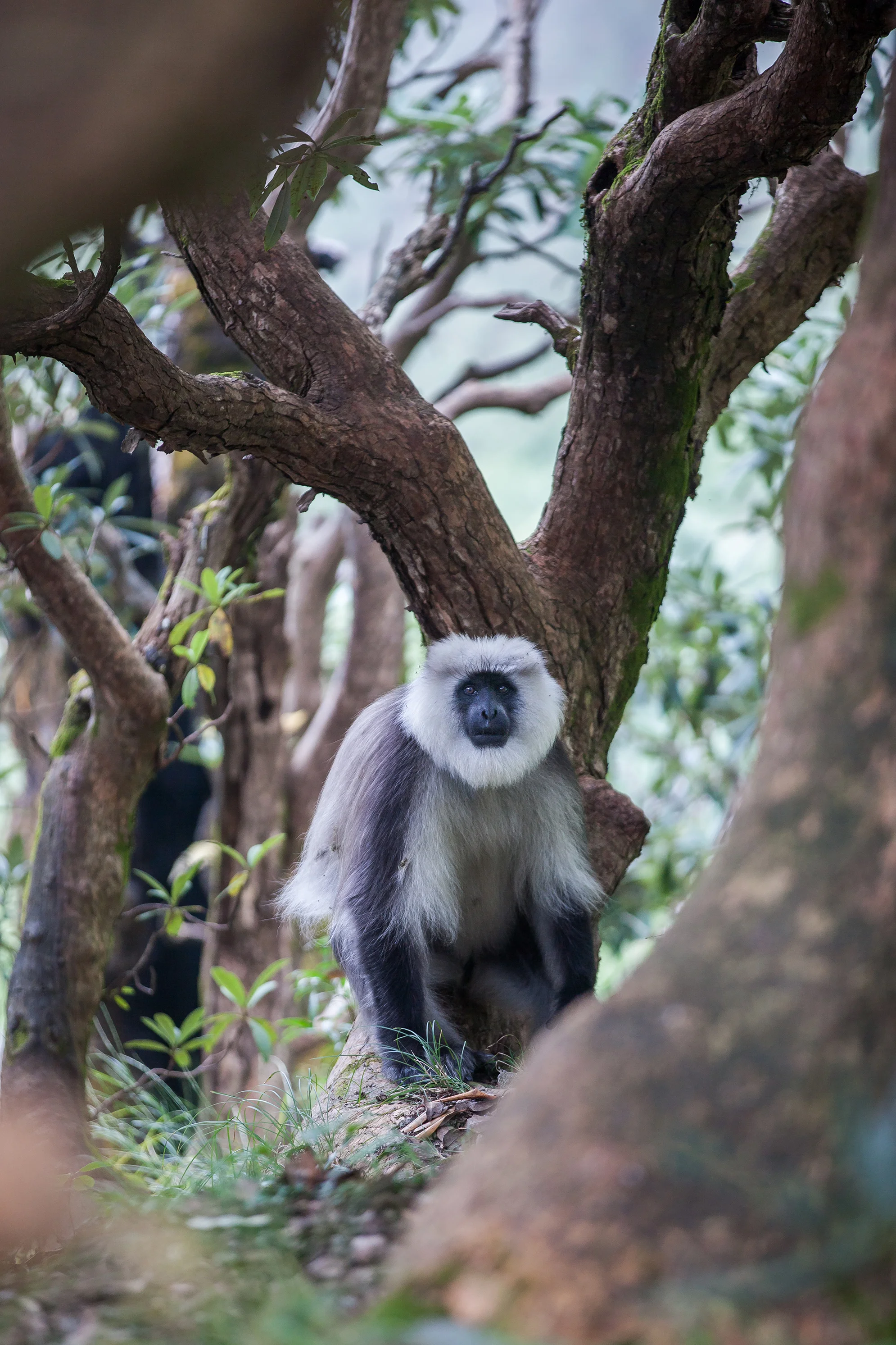 CindyGiovagnoli_India_McCleodganj_HimachelPradesh_Triund-015.jpg