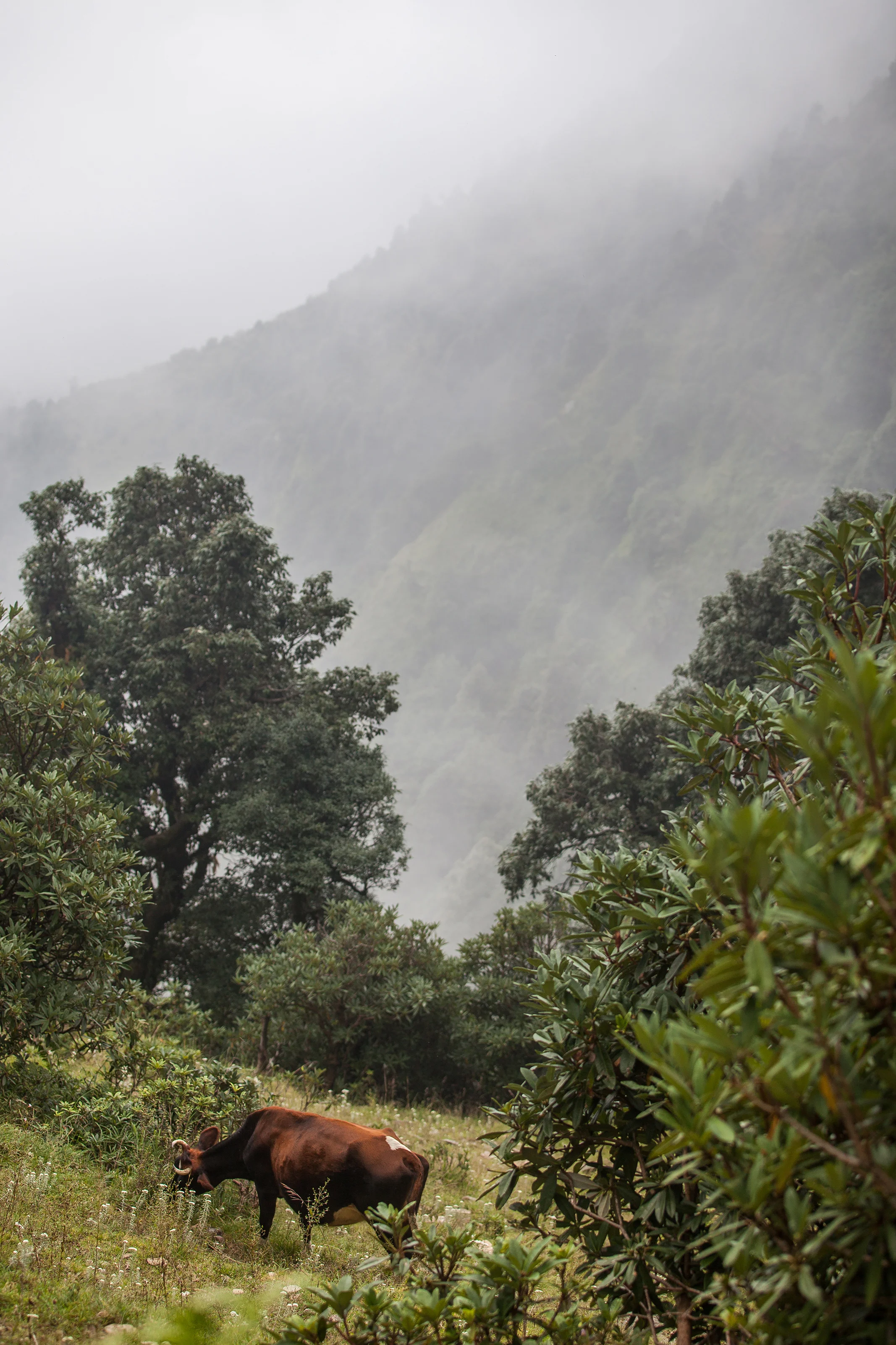 CindyGiovagnoli_India_McCleodganj_HimachelPradesh_Triund-035.jpg