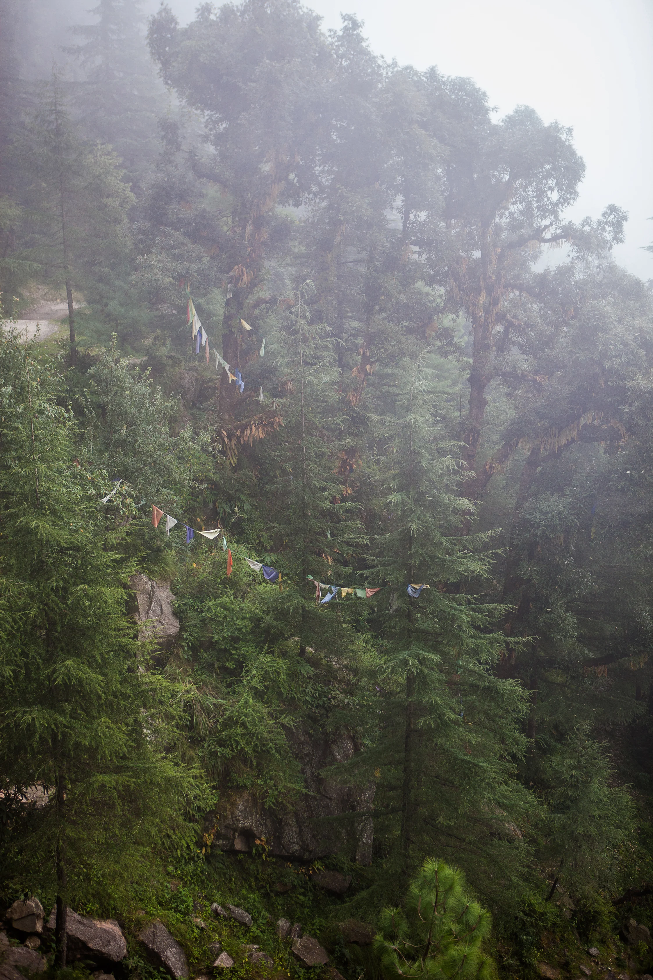 CindyGiovagnoli_India_McCleodganj_HimachelPradesh_Triund-037.jpg