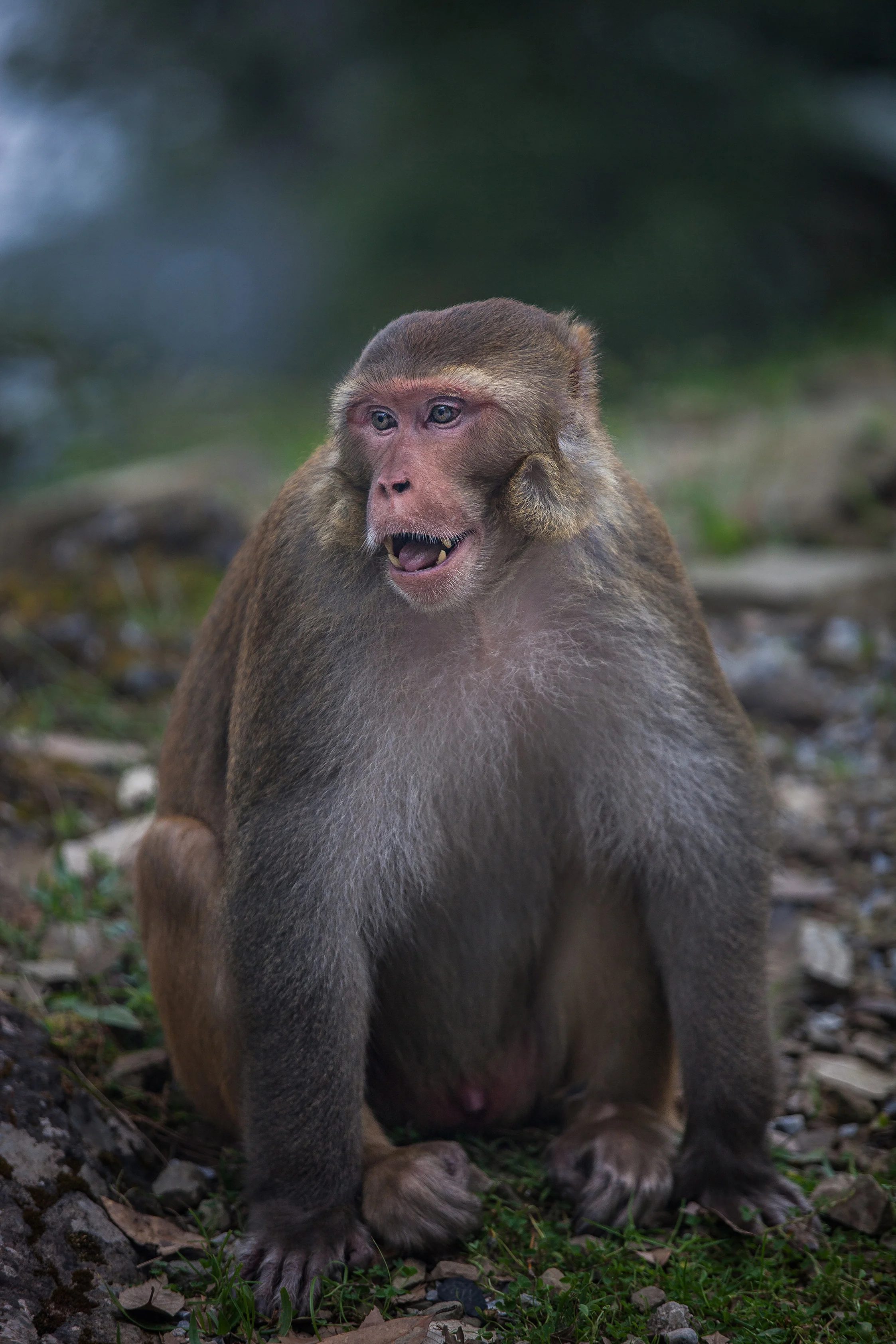 CindyGiovagnoli_India_McCleodganj_HimachelPradesh_Triund-038.jpg