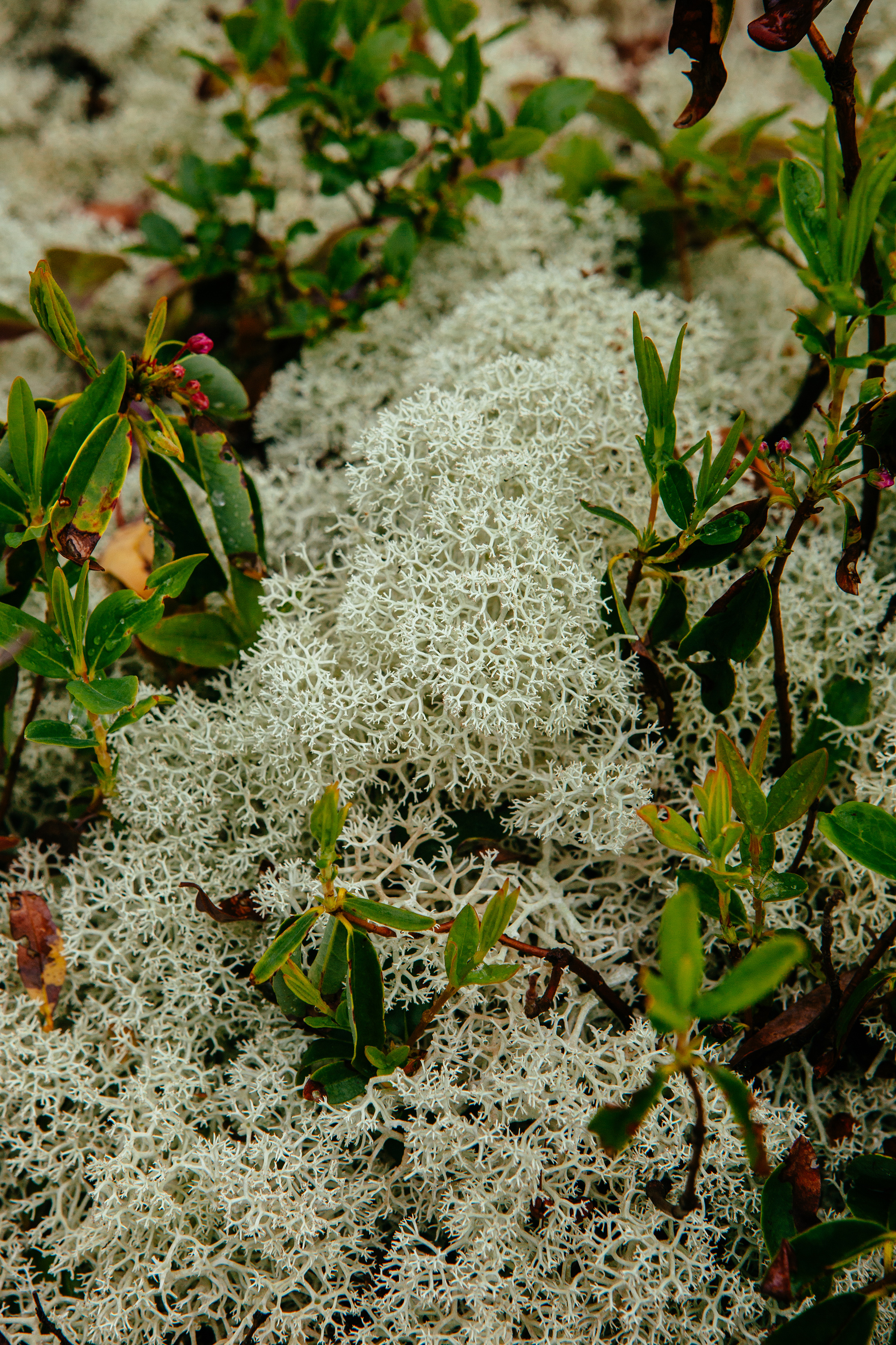 CindyGiovagnoli_MtMoriah_4000footer_NewHampshire_WhiteMountains-016.jpg