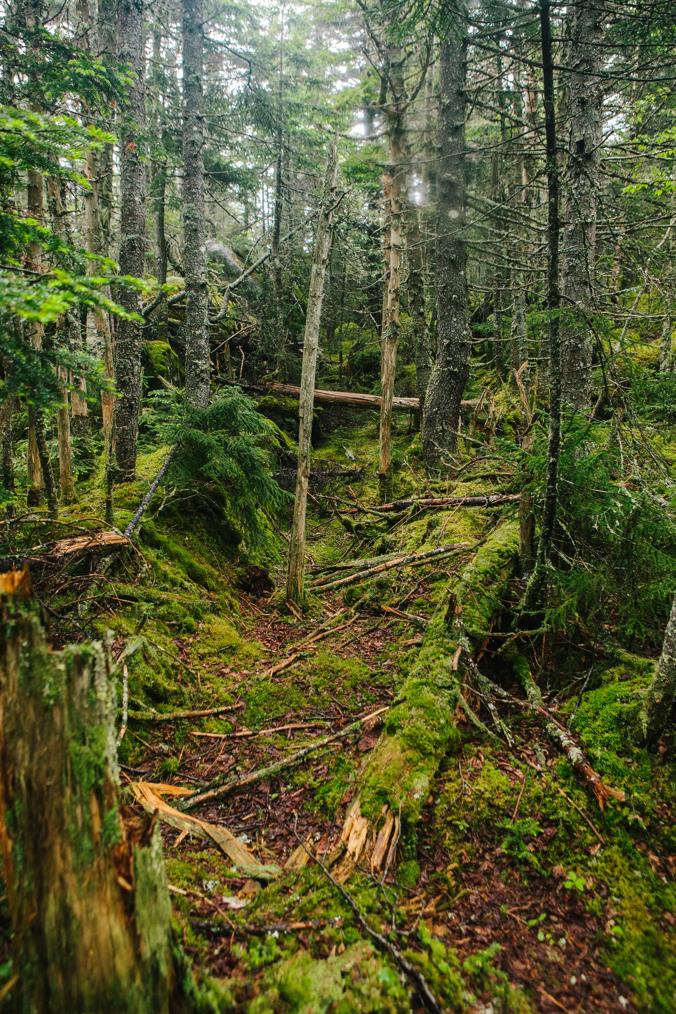 CindyGiovagnoli_MtMoriah_4000footer_NewHampshire_WhiteMountains-027.jpg