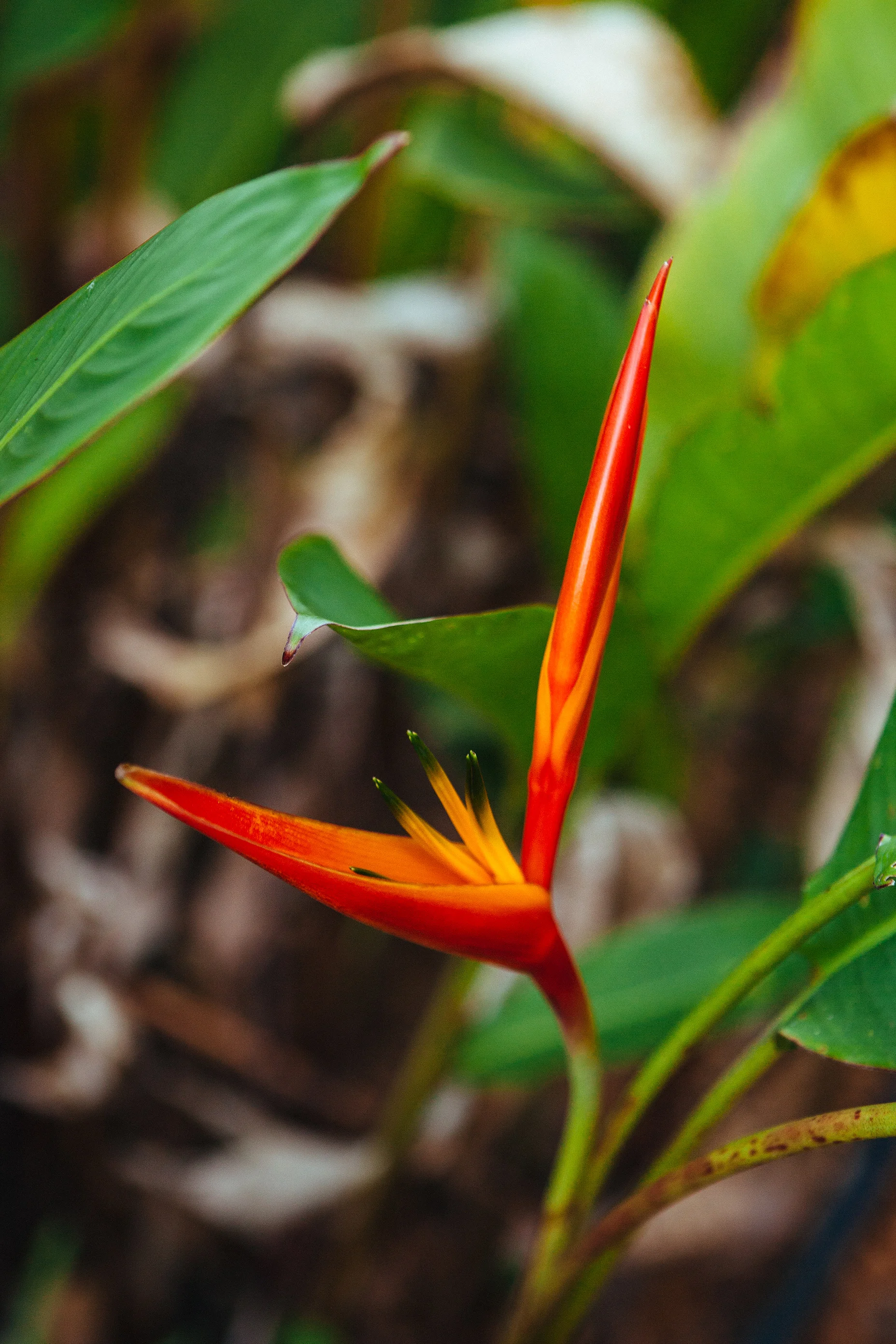 CindyGiovagnoli_Belize_SanIgnacio-003.jpg