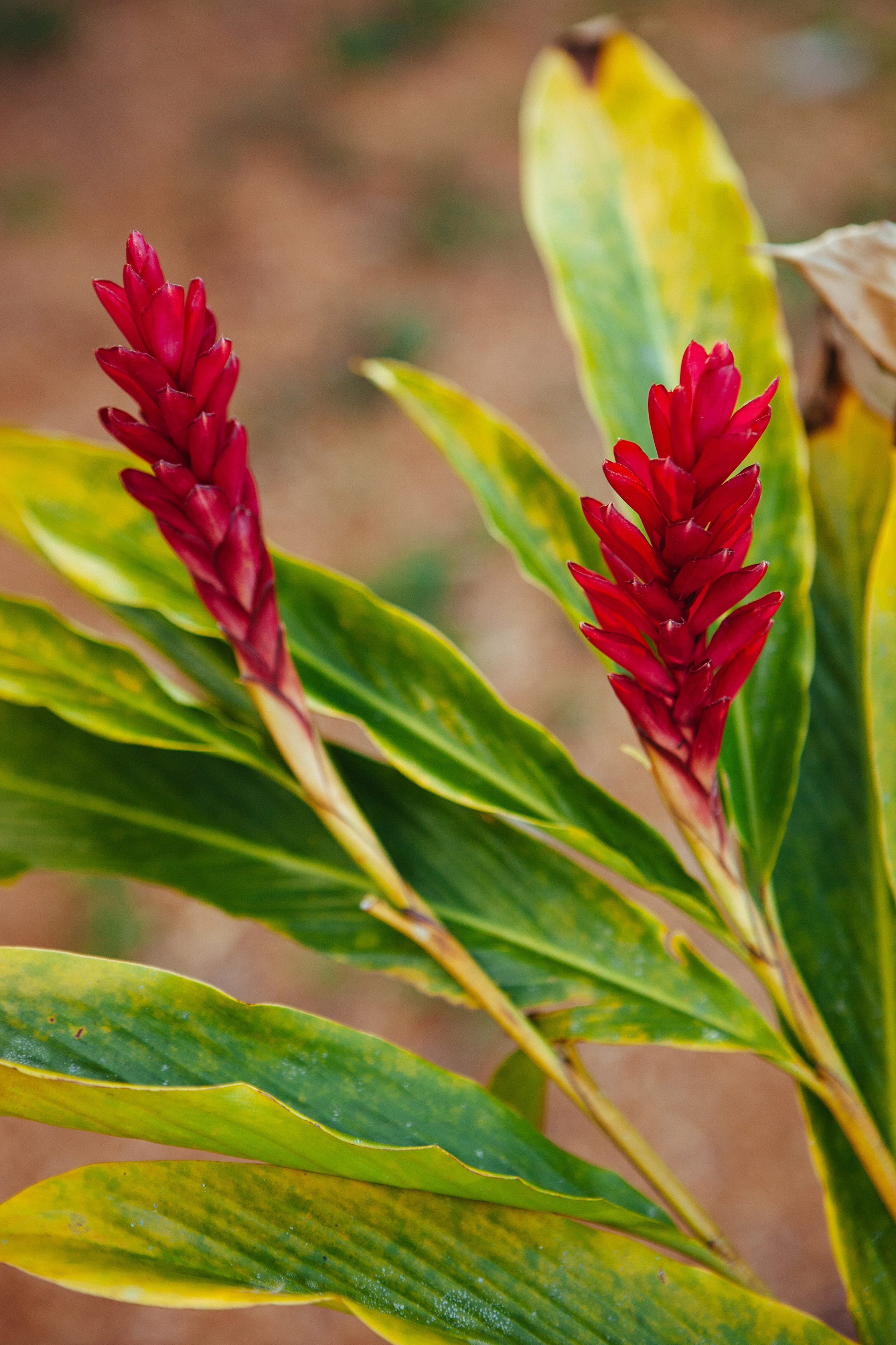 CindyGiovagnoli_Belize_SanIgnacio-002.jpg