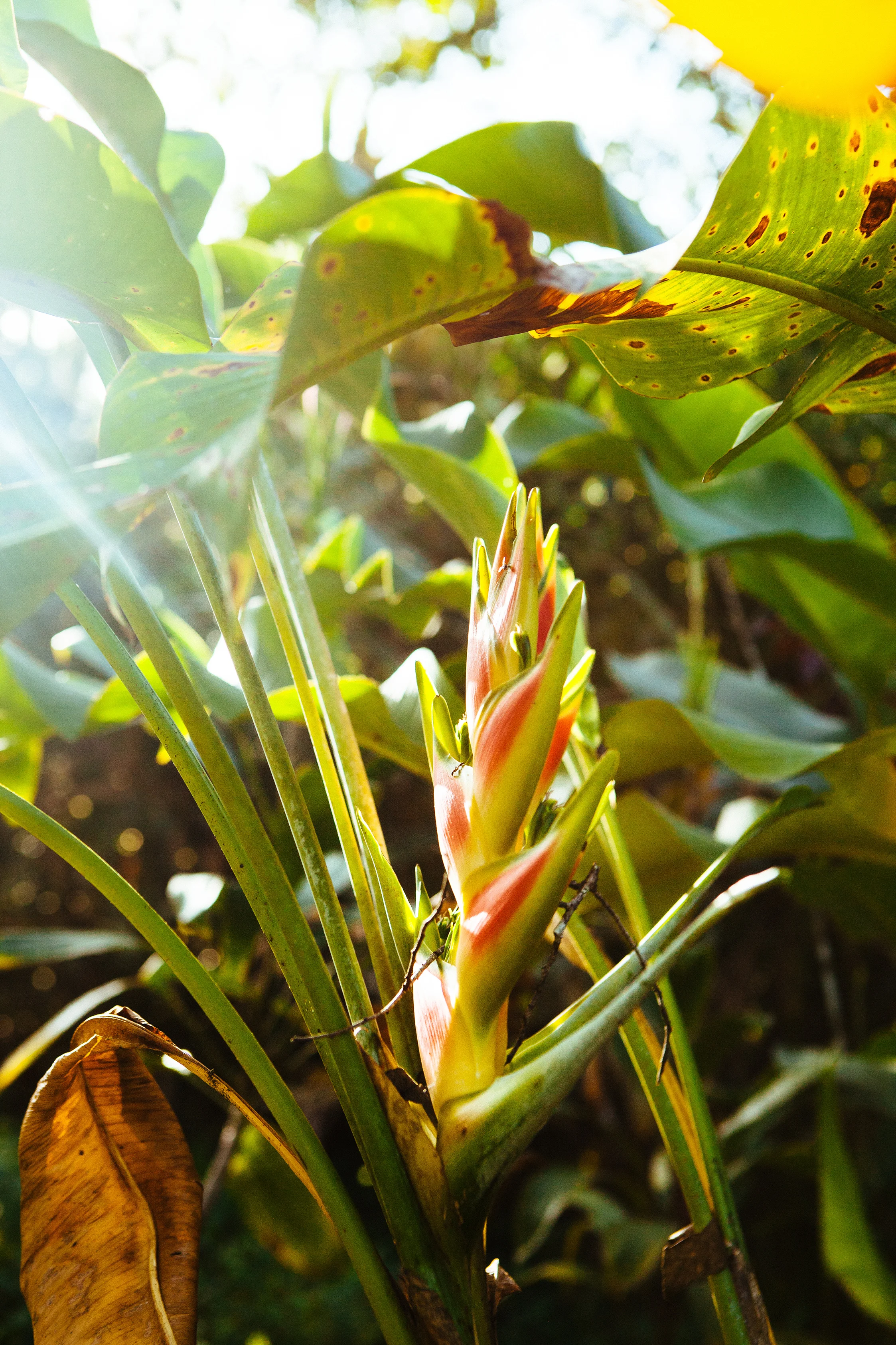CindyGiovagnoli_Belize_SanIgnacio-004.jpg