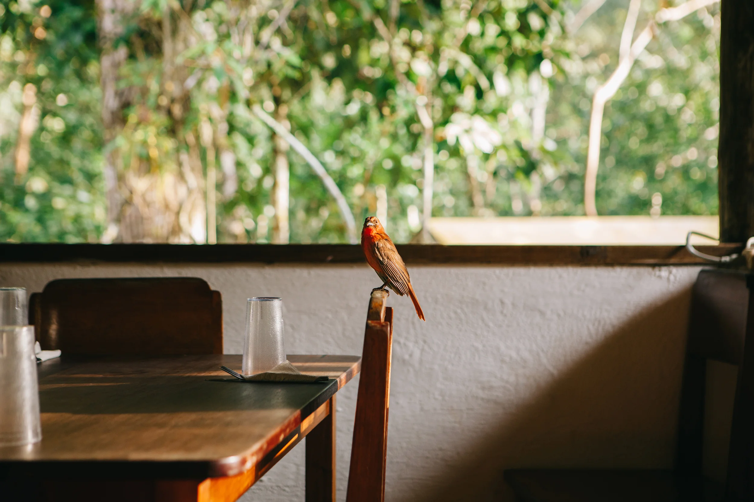 CindyGiovagnoli_Belize_SanIgnacio_ChaaCreek_MacalRiverCamp-005.jpg