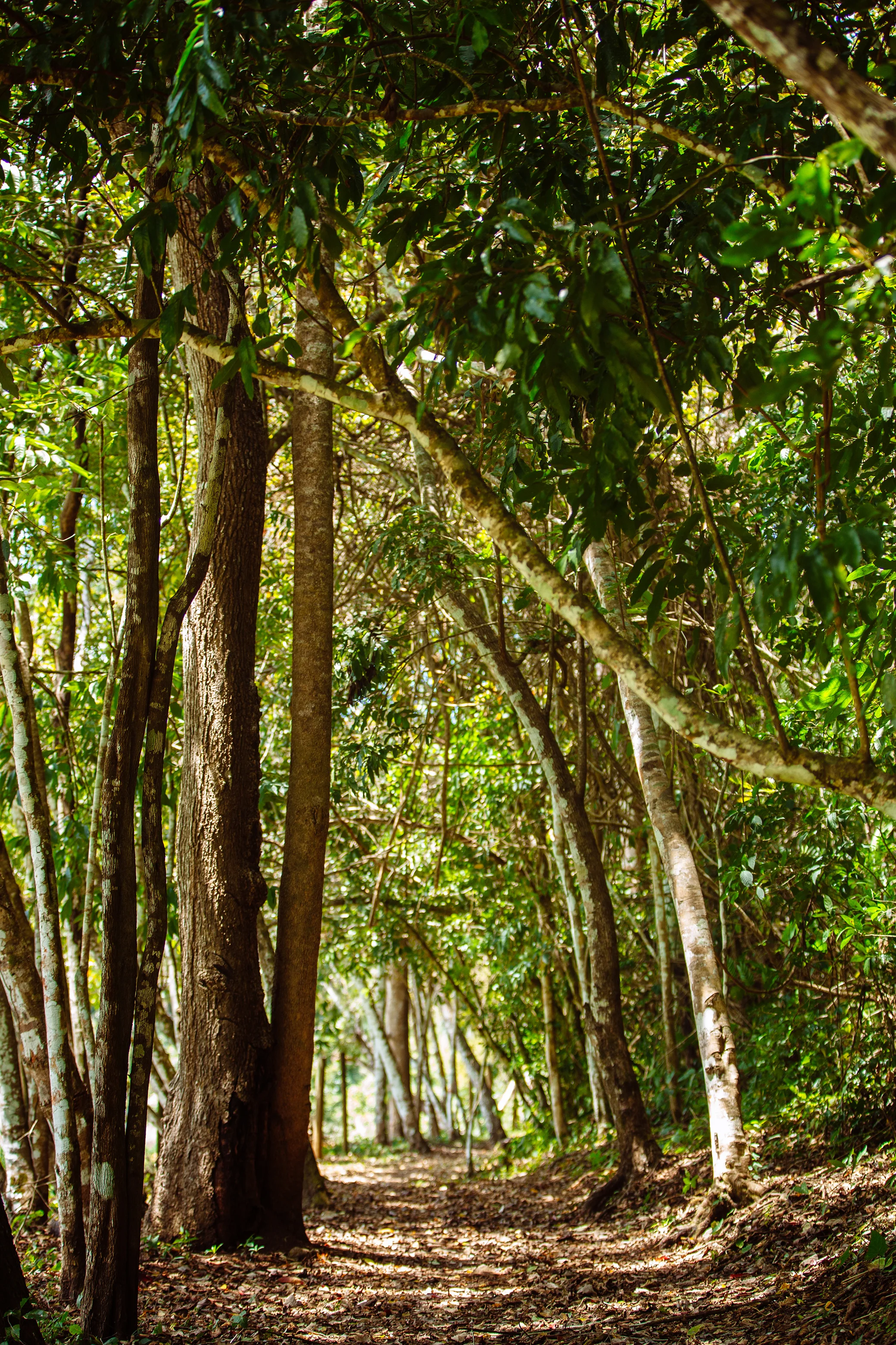 CindyGiovagnoli_Belize_SanIgnacio_ChaaCreek_MacalRiverCamp_BartonCreekCave-007.jpg