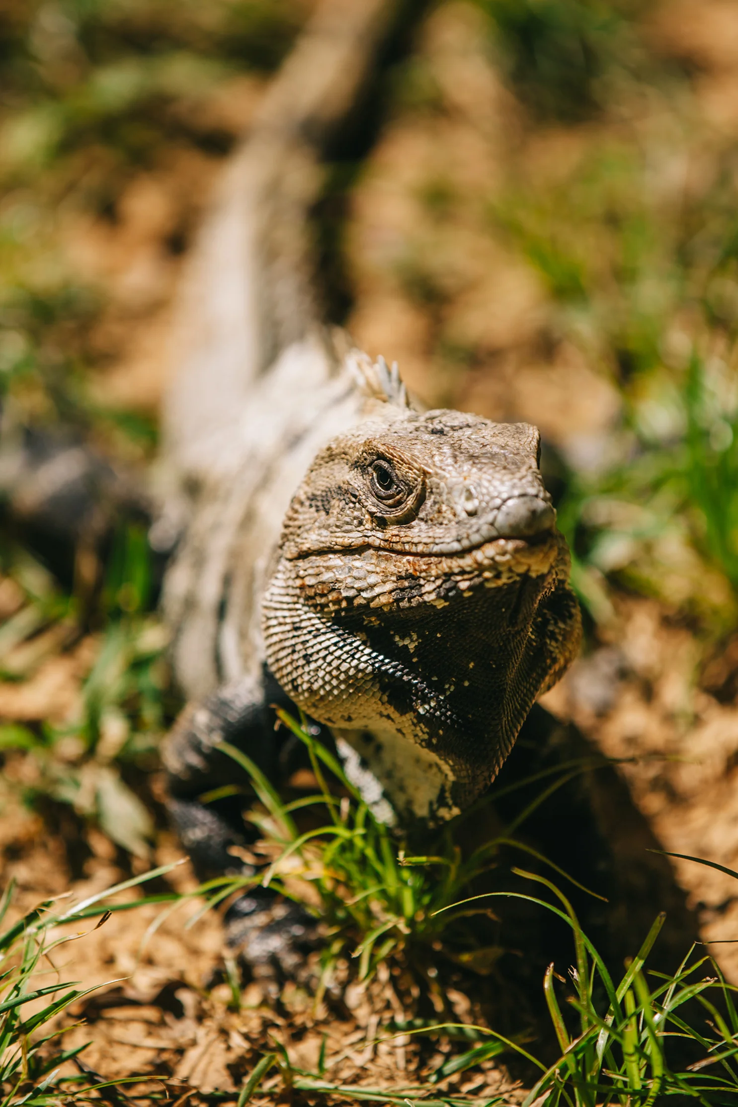 CindyGiovagnoli_Belize_SanIgnacio_ChaaCreek_MacalRiverCamp_BartonCreekCave-035.jpg