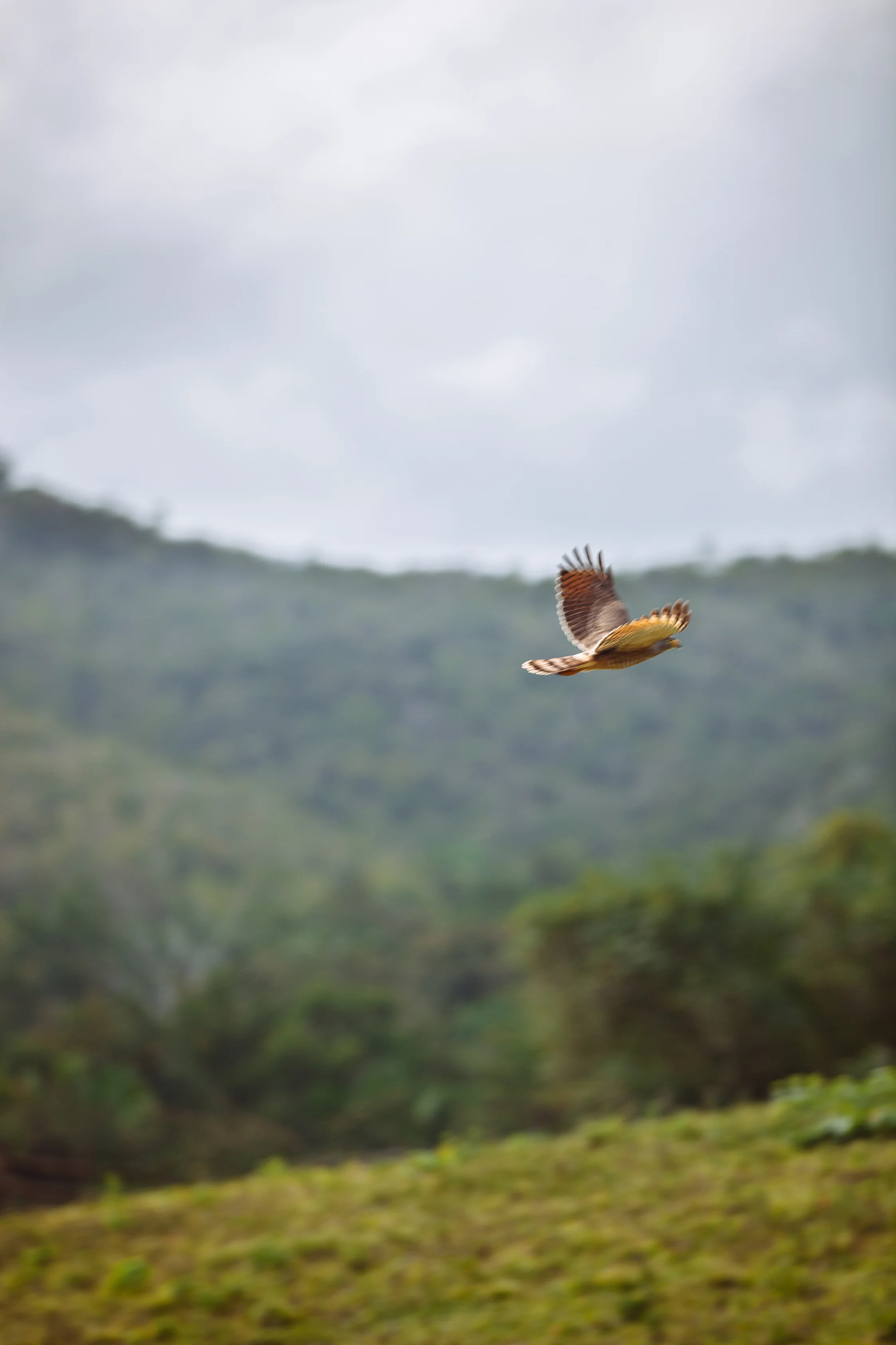 CindyGiovagnoli_Belize_SanIgnacio_ChaaCreek_MacalRiverCamp_BartonCreekCave-036.jpg