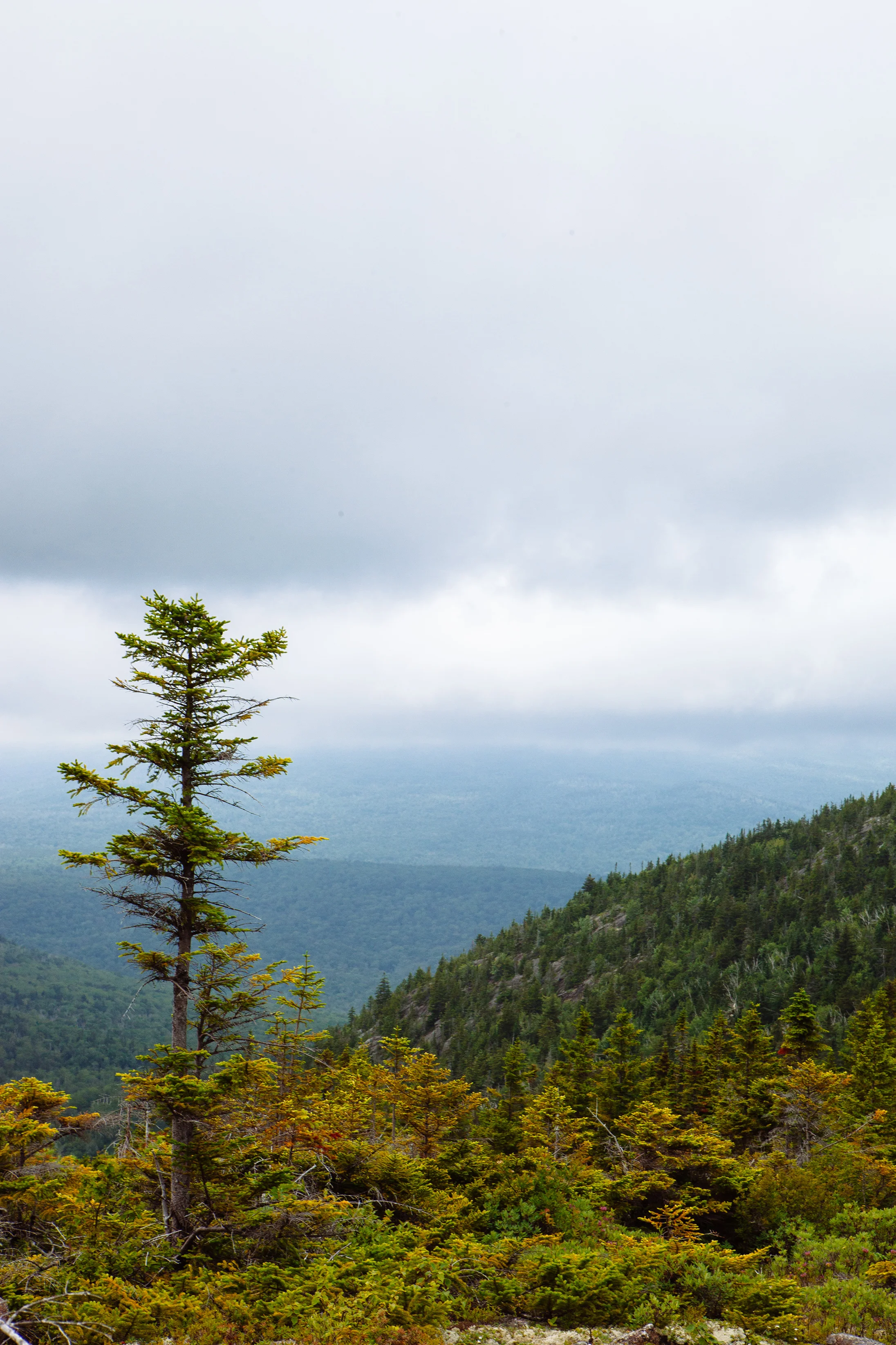 CindyGiovagnoli_BaldfaceCircleTrail_mountains_NewEngland_Maine_NewHampshire-009.jpg