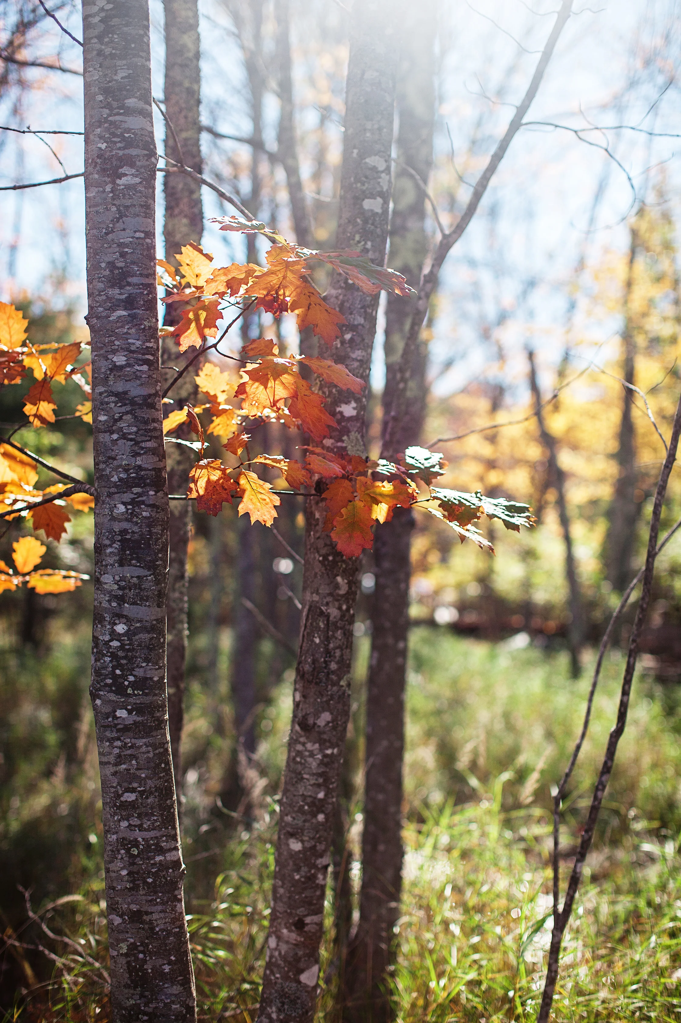 CindyGiovagnoli_Autumn_fall_Maine-002.jpg