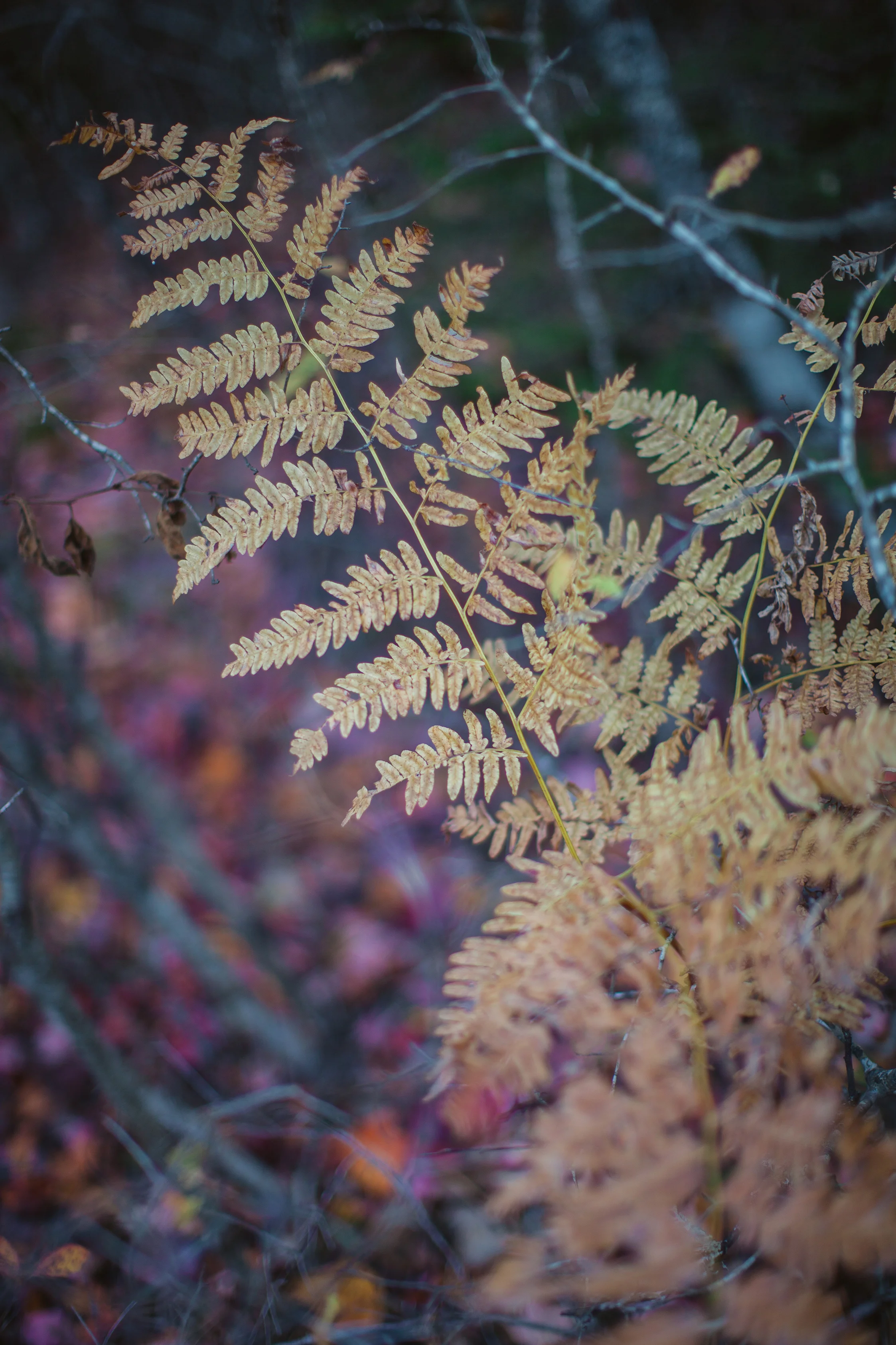 CindyGiovagnoli_Autumn_fall_Maine-007.jpg