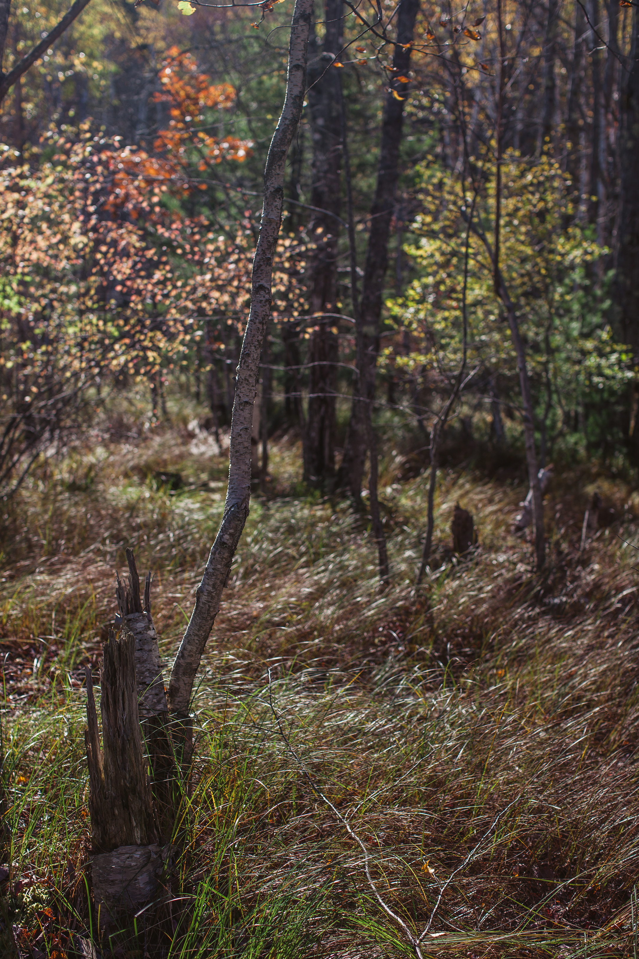 CindyGiovagnoli_Autumn_fall_Maine-006.jpg