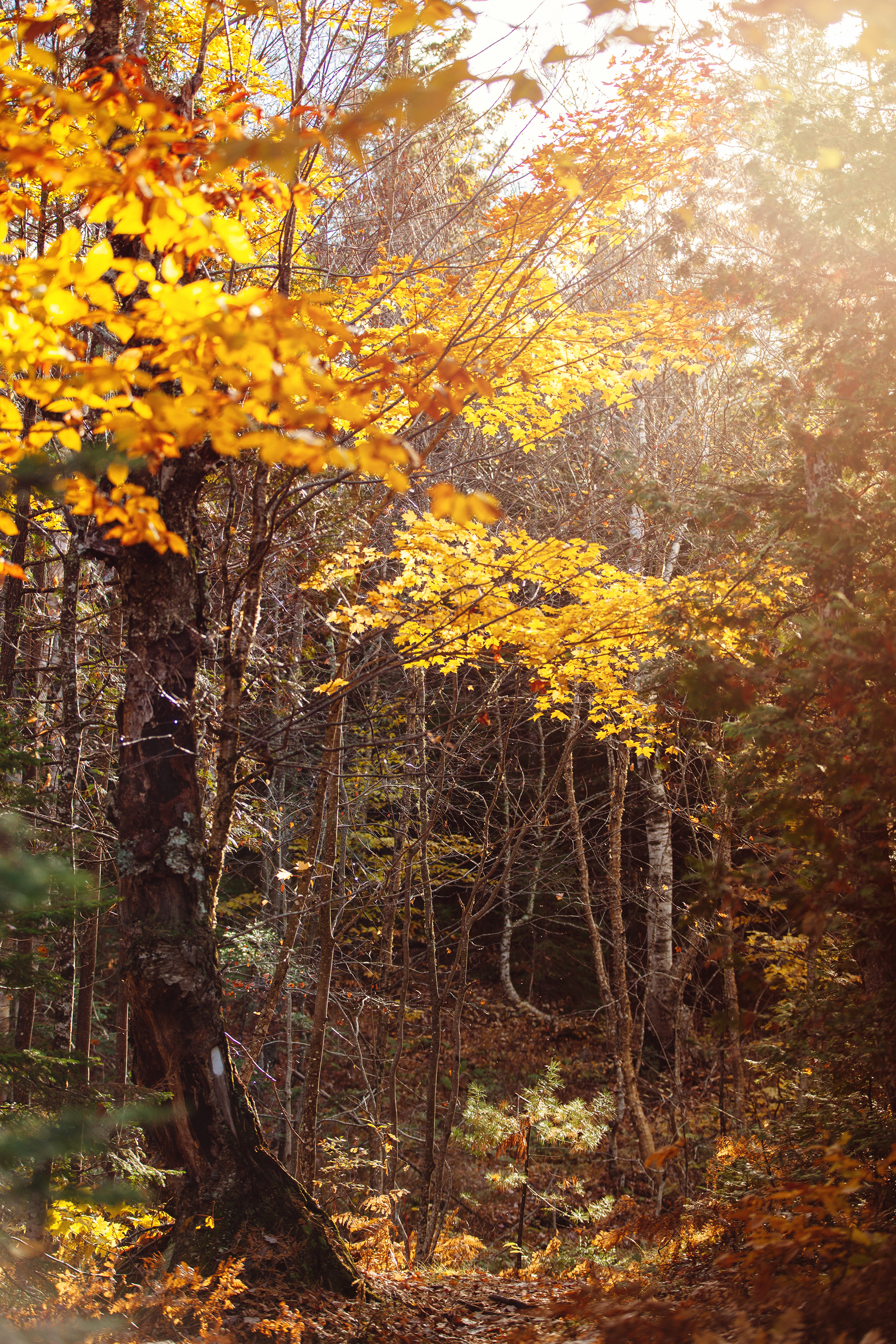 CindyGiovagnoli_MooseheadLake_KennebecRiver_flyfishing-038.jpg