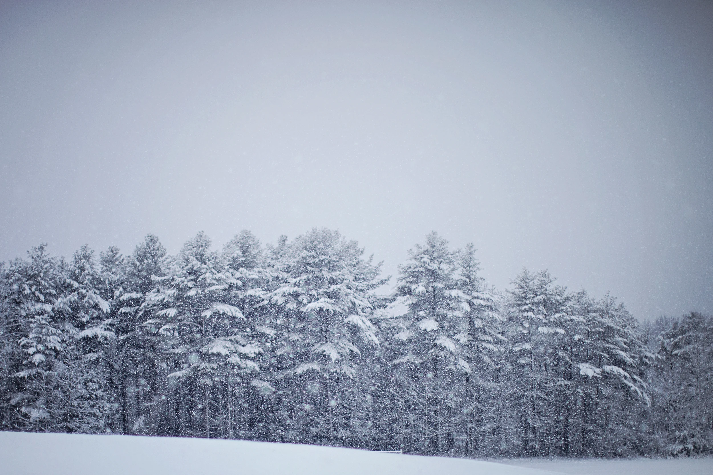 snow_trees_outside_winter_solstice_yule.jpg